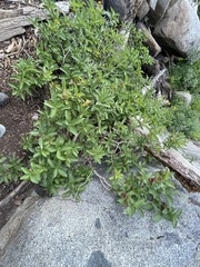 Lonicera involucrata involucrata