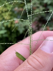 Leptochloa mucronata