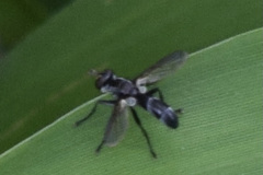 Cylindromyia propusilla