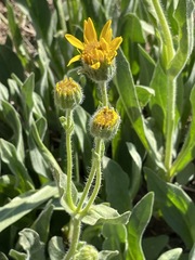 Arnica chamissonis