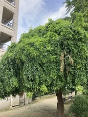Styphnolobium