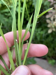 Leptochloa mucronata