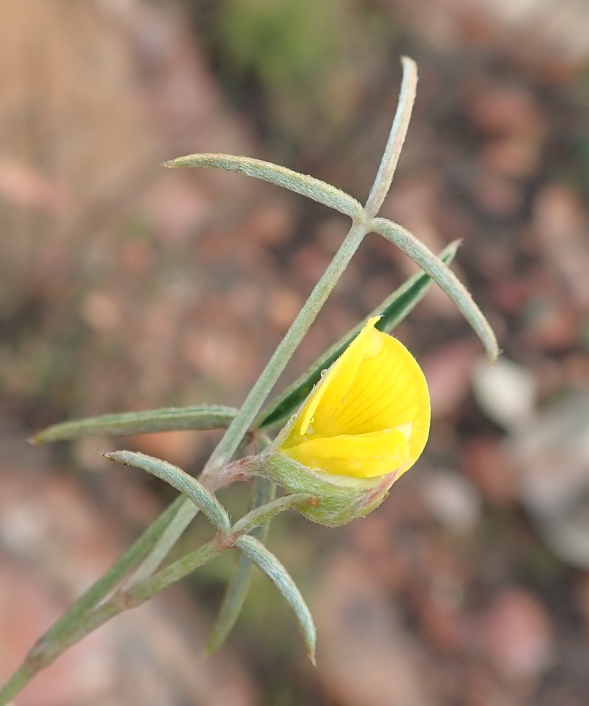 Argyrolobium rarum