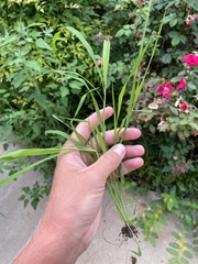 Leptochloa mucronata