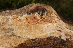 Phanerodontia magnoliae