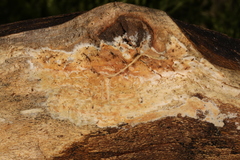 Phanerodontia magnoliae