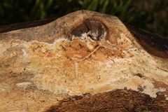 Phanerodontia magnoliae