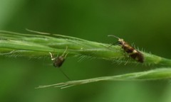 Micropterix