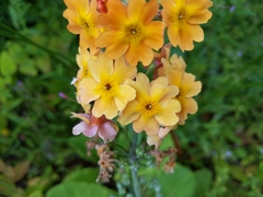 Primula bulleyana