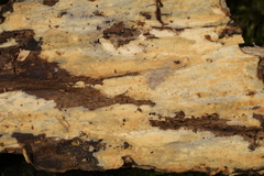 Peniophorella pubera