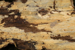 Peniophorella pubera