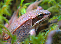 Lithobates sylvaticus image