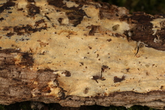 Peniophorella pubera