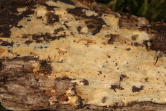 Peniophorella pubera