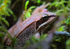 Lithobates sylvaticus image