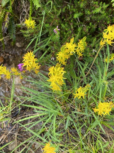 bog asphodel