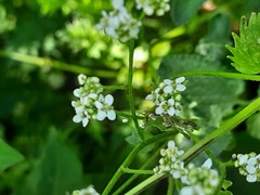 Sobolewskia truncata