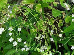Sobolewskia truncata