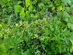 Sobolewskia truncata