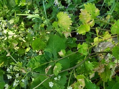 Sobolewskia truncata