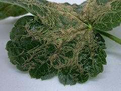 Cronartium ribicola