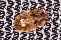 Lobiopa undulata