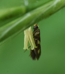 Micropterix