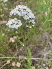 Achillea alpina