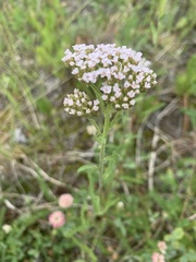 Achillea alpina