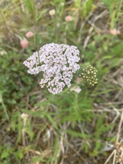 Achillea alpina