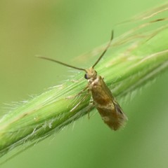 Micropterix