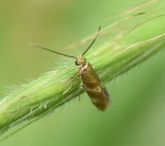 Micropterix