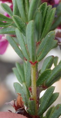 Indigofera pappei