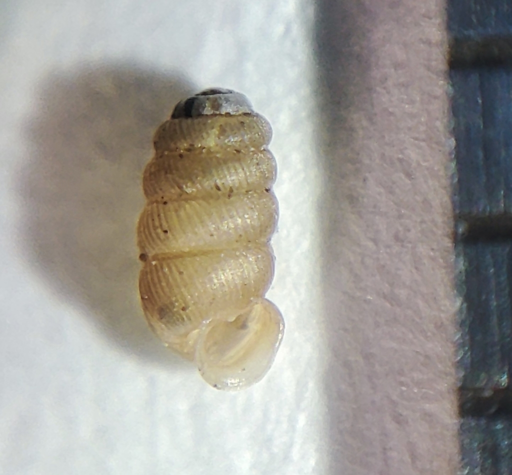 bulging whorl snail