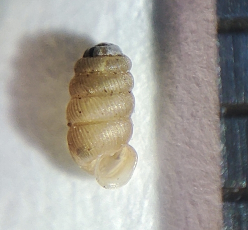 bulging whorl snail