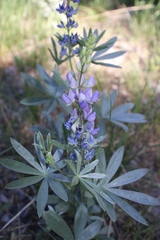 Lupinus obtusilobus
