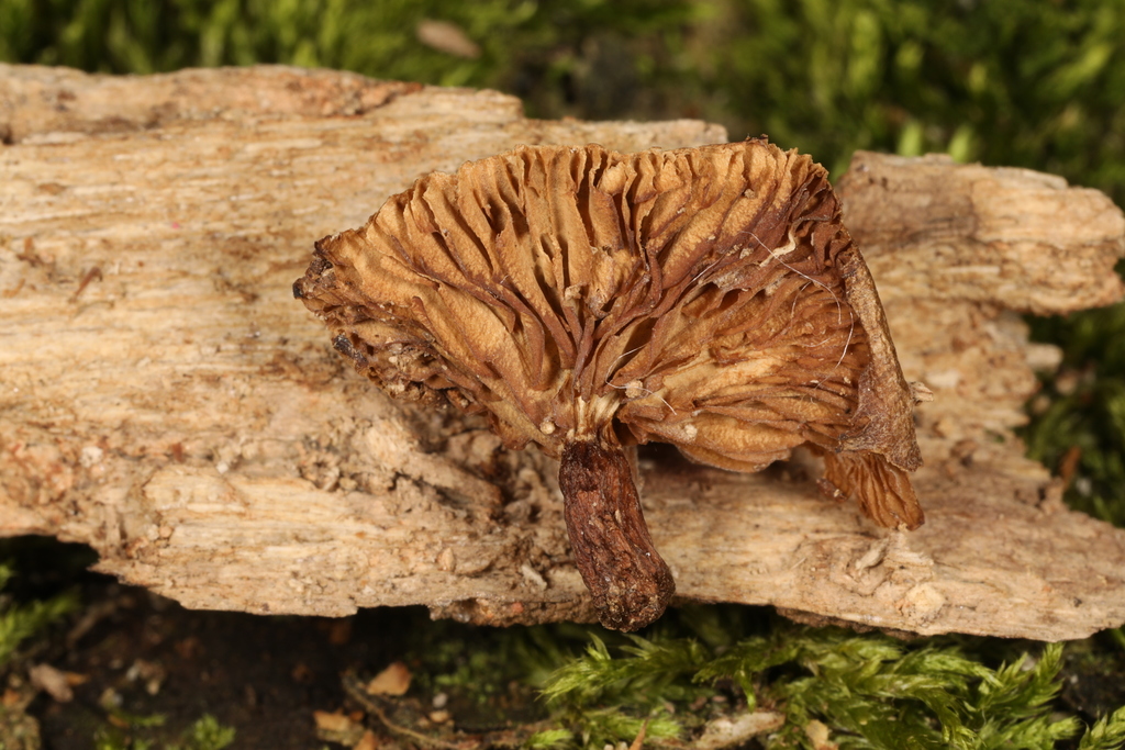 Trichocybe sp. 'NY01'