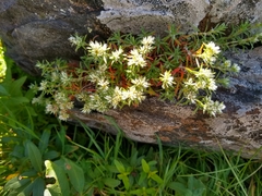 Paronychia argyrocoma