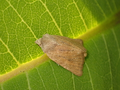 Denticucullus pygmina