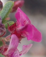Indigofera pappei