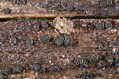 Trichopeziza