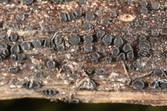 Trichopeziza