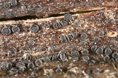 Trichopeziza