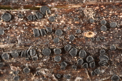 Trichopeziza