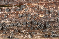 Trichopeziza