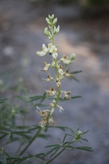 Lupinus angustiflorus
