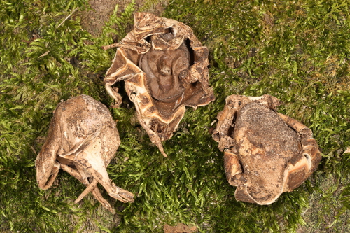 Geastrum morganii