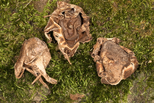 Geastrum morganii (Photo 2 of 3)