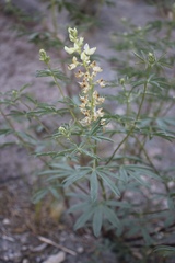 Lupinus angustiflorus