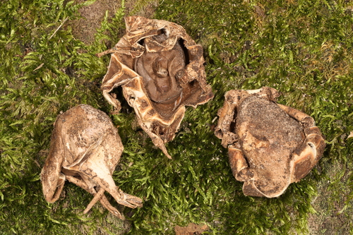 Geastrum morganii (Photo 3 of 3)